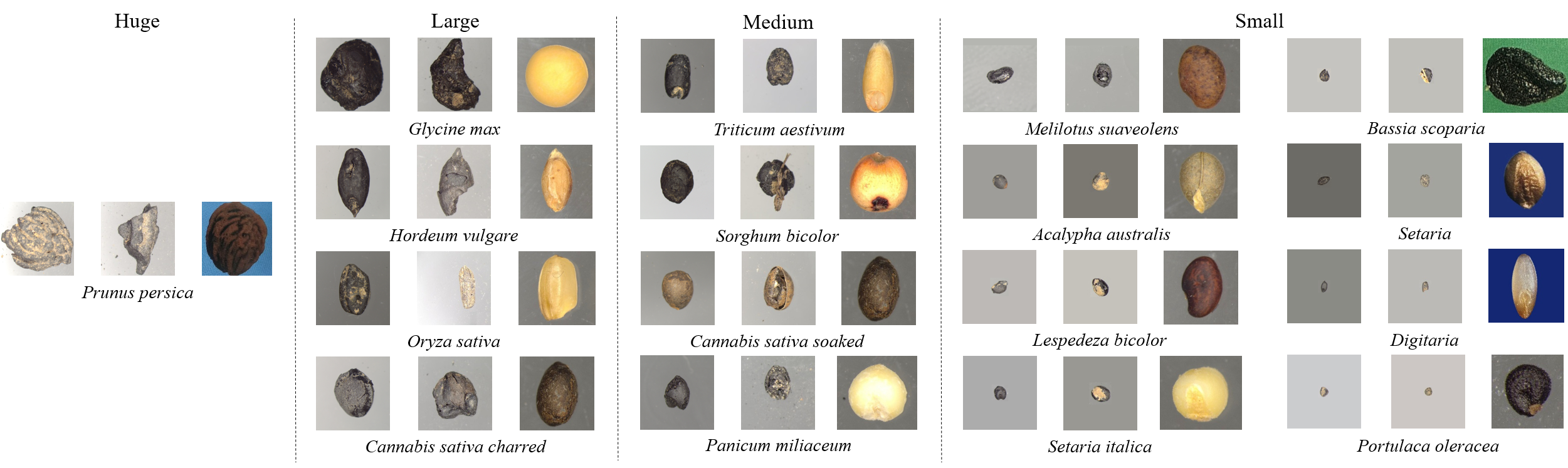 Ancient Plant Seeds Dataset Comparison
